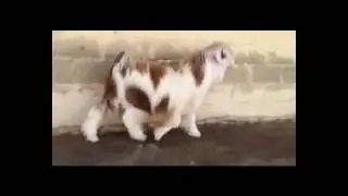 Beautiful Goat in Pakistan | Fancy Goat | Must Watch