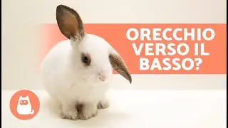 Perché il mio CONIGLIO ha l'ORECCHIO IN GIÙ? 🐰 (4 cause)