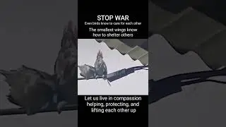 STOP WAR Even birds know to care for each other#stopwar #NotOneMoreLife #LayDownArms #OneHumanFamily