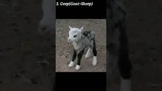 3 Bizarre Hybrid Animals | Bizarre Hybrid Animals | Hybrid Animals | Animals | Pets | Animal | Pet