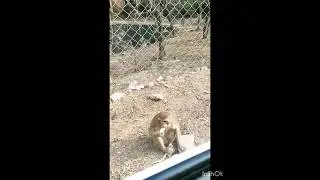 Hi 💕 #nature #beautifulnature #love #subscribe #viral #travel #music #monkey #monkeybaby