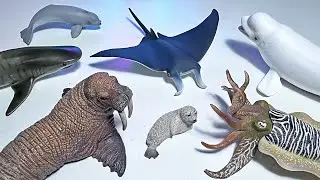New Sea Animals - Walrus, Manta Ray, Beluga Calf, Spotted Seal, Cuttlefish, Tiger Shark, Lobster