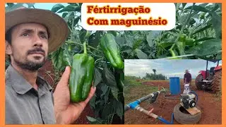 A importância do maguinésio nas plantas,fazendo fertirrigação com sulfato de maguinésio.