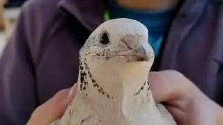 funny quail video