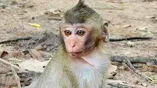 Alba Feeling Lonely ,Mom Leave Baby Alone , I Need You Mom  | Monkey Crying