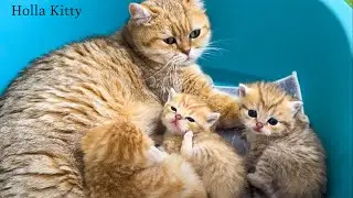 Cute Kittens Enjoying the Green Grass - Relaxing Cat Sounds Compilation