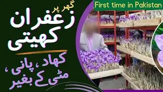 Revolutionize Saffron Farming: Grow Anywhere, No Soil/Water Needed! | business idea