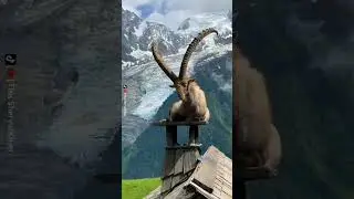 Markhor &ndash; The National Pride of Pakistan #Markhor #PakistanWildlife #NationalAnimal #NatureLovers