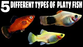 5 Different Types Of Platy Fish