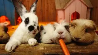 Animals in Vietnam