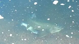 rampart res - 012717