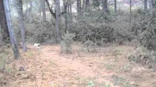 Bhutan's first Trail Dog, Simba