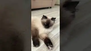Пушистик 😍Невская маскарадная кошка ❤️#cat#cute#пушистики#catsofworld#beautifulcat#