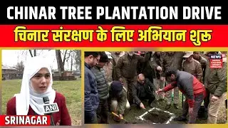 Plantation Drive: Srinagar में चिनार के संरक्षण के लिए शुरू किया गया वृक्षारोपण अभियान | Chinar Tree