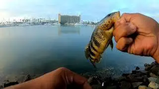 Fishing san diego bay - spanish landing
