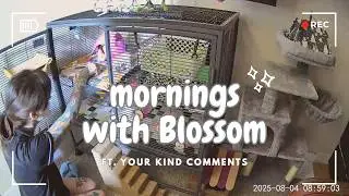 Rat waits for her morning hug & kiss | Ft. your kind comments