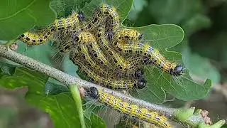 Mondvogel Babys (2025) - Caterpillars of Phalera bucephala