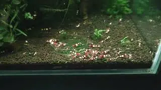 Caridina Wine Red Shrimps
