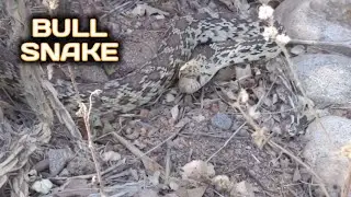 Bull Snake