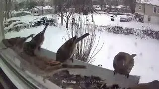 Brrrrrr It's cold out here. 🤗😶&zwj;🌫️🙏🐈🦝🐦🐦&zwj;⬛🕊💜