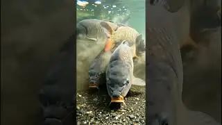 Massive Carp School Feeding Frenzy! Underwater 4K Footage 🐟