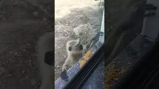 Monkey eating pulses and apple on Friendship Day 😋🔥👌✨ #monkey #apple #grains #pulses #like #viral