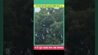 ଏଇ ଆଉ ହବନି ଶଳା ଆକାଶକୁ ଚଢ଼ିଗଲା #love #instagram #youtube #facebook #instagood #twitter #viral #follow