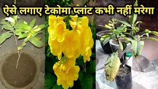 Tecoma Plant Care And Riporting गोरी चोरी पौधा #ticoma #summer #garden