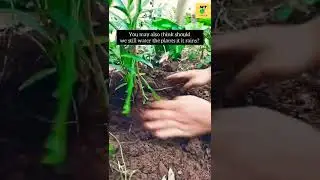 Planting💚 #plantingseason #harithaharam #green #greenery #ytshorts #shorts #youtubeshorts #trending