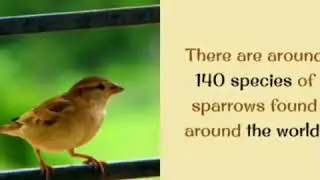 Sparrow - Need of Conservation