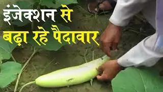 Kanpur: Injecting of green vegetables with growth hormones, farmers say it gets us profit