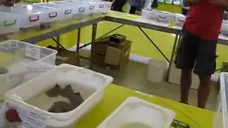 BABY TURTLES TANK EXHIBITION*Tartarughe Beach*MATAMATA*KINOSTERNON*STERNOTHERUS*CHELODINA*