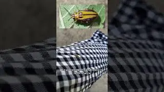 Elm Leaf Beetle
