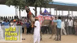 Camel dances to the tunes of 'Dhole' : Pushkar Mela in Rajasthan