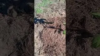Planting loquat fruit trees zone 9a. Is this the right way to do it?