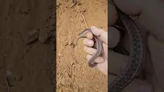 This Garter was NOT happy #snake #reptile #colubrid #nature #wildlife