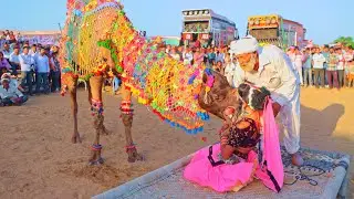 ऊंट का डांस देखकर सबने पकड़ लिया सिर🐪| New Rajasthani Song 2025 | Priyanshu Sihag