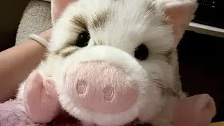 Unboxing Douglas Cuddle Levi DLux Brown Spotted Pig and with my Charlize DLux Pig