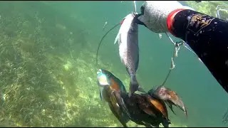 Spear Fishing Indonesia! with Venfox TV and Noe Spearo