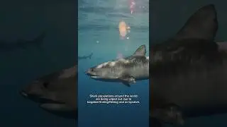 Learn about #sharks with us at @ONEOCEANDIVING 🦈🦈 #industrial #fishing #ocean #education #a