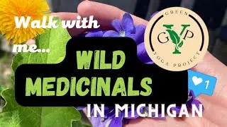 WILD PLANT MEDICINE WALK