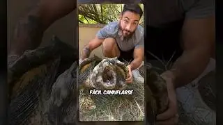 La TORTUGA Mata Mat&aacute; 🐢