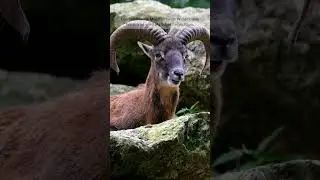 Wildtiere in Deutschand - Das Mufflon
