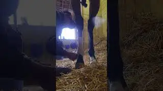 Como poner vendas elasticas a un caballo 🐎
