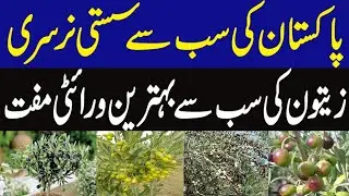 Top Olive Variety in Pakistan | Cheapest Nursury in Pakistan ||