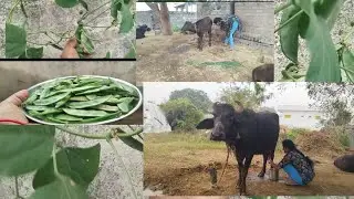 మా గేదాలకి పాలు తీస్తున్న#గేదాలు రెండు పాలు తీస్తున్న #మిల్క్ youtube వీడియో