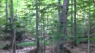 David Farbman:  Sunrise jog in the woods stop and reflect