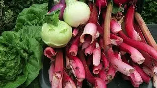Harvesting Rhubarb, Earthing Up Potatoes, Harvesting Salad Crops.