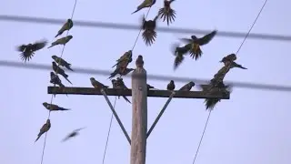 Argentine town battles a parrot invasion | REUTERS
