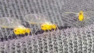 Winged aphids !!